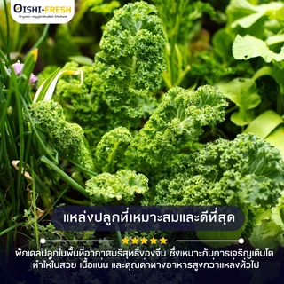 🛒Oishi-Fresh 🥬ผักเคล ปลอดสารพิษ 1 กก. รสชาติกรอบ สด ใหม่ ใยอาหารสูง หวานออร์แกนิค ผัก เคลมได้ 1-2 วัน