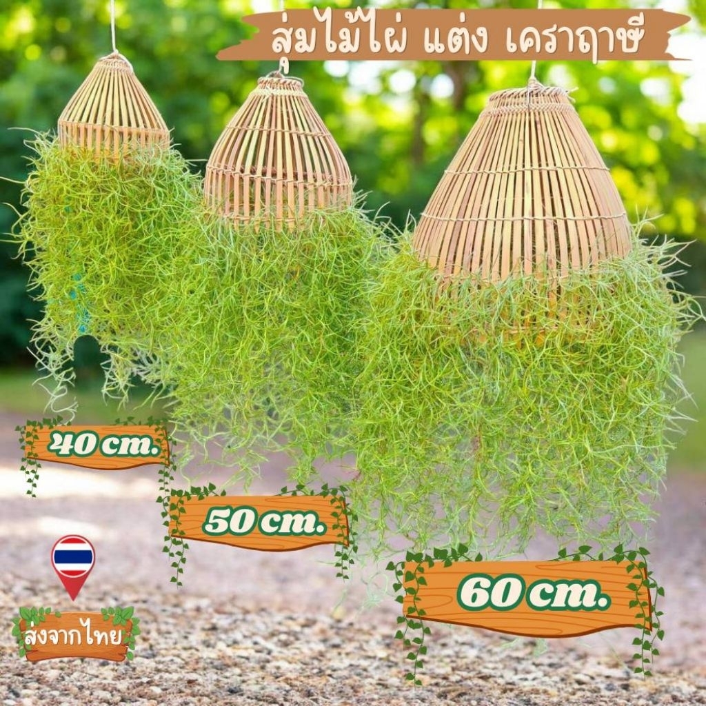 เคราฤาษี สุ่มไม้ไผ่ 3ไซส์ เหมาะกับตกแต่งบ้านและสวน หรือ ของฝาก เป็นนไม้ฟอกอากาศ ดูแลง่าย