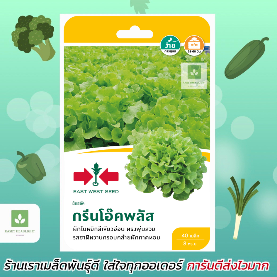 กรีนโอ๊ค กรีนโอ๊คพลัส ผักสลัด เมล็ดพันธุ์ผักสลัด ศรแดง Green Oak