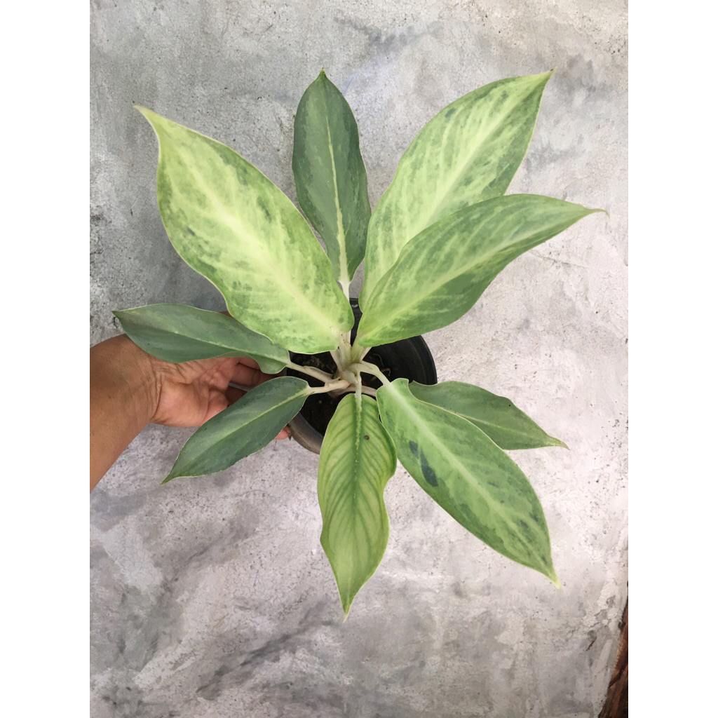 อะโกนีมาศิริกาญจนา  กระถาง 4"-5"