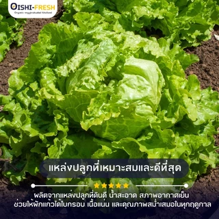 🛒Oishi-Fresh🥬ผักกาดแก้ว ปลอดสารพิษ 1 กก. รสชาติกรอบ สด ใหม่ ใยอาหารสูง หวานออร์แกนิค ผัก เคลมได้ 1-2 วัน