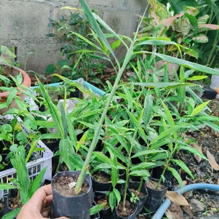 ต้นขิงในถุงดำต้นสวยแข็งเเรง🌱5ต้นแถม1ต้น🌱