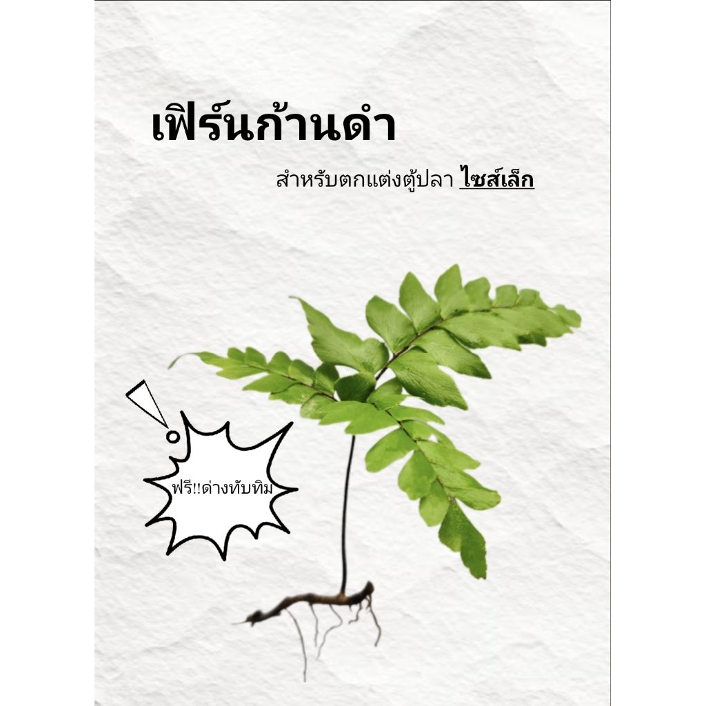 เฟิร์นก้านดำ(ก้านเล็ก) คัดเกรด สำหรับตกแต่งตู้ปลา🐟🐟