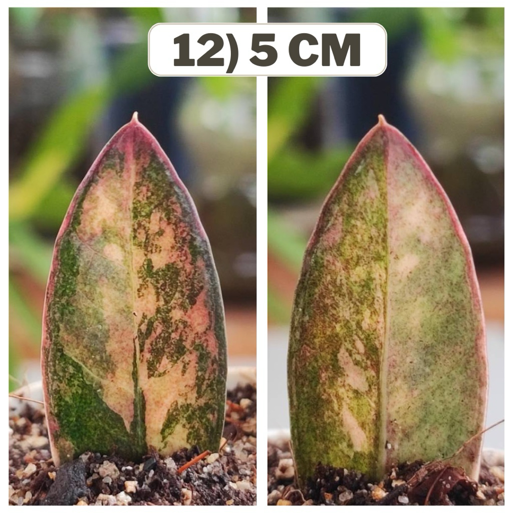 กวักดำด่างชมพู ใบชำตัดสด กวักดำด่าง Zamioculcas  Zamifolia Varigated แม่พันธ์ด่างชมพู กวักมรกตดำด่าง กระถาง 2 นิ้ว
