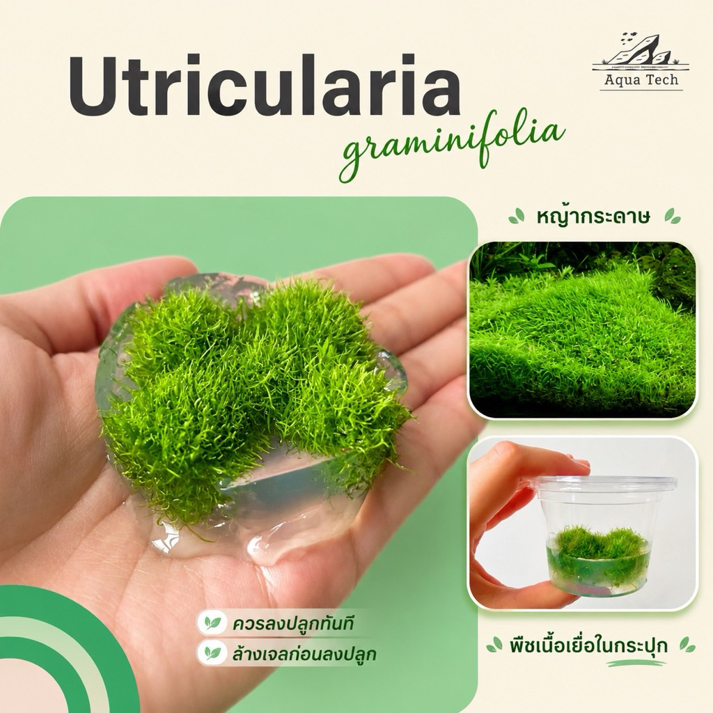 🌱ไม้น้ำ หญ้ากระดาษ Utricularia graminifolia ไม้เนื้อเยื่อ Carpet plant ไม้พื้น ส่งด่วนกทม. 🌱🌿