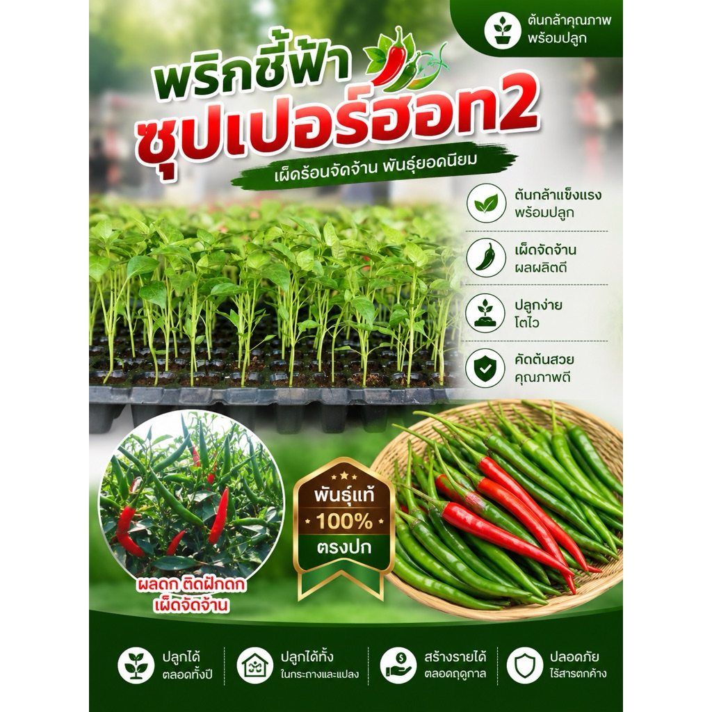 ต้นกล้าพริกซุปเปอร์ฮอท2  จัดส่งแบบถอนต้น