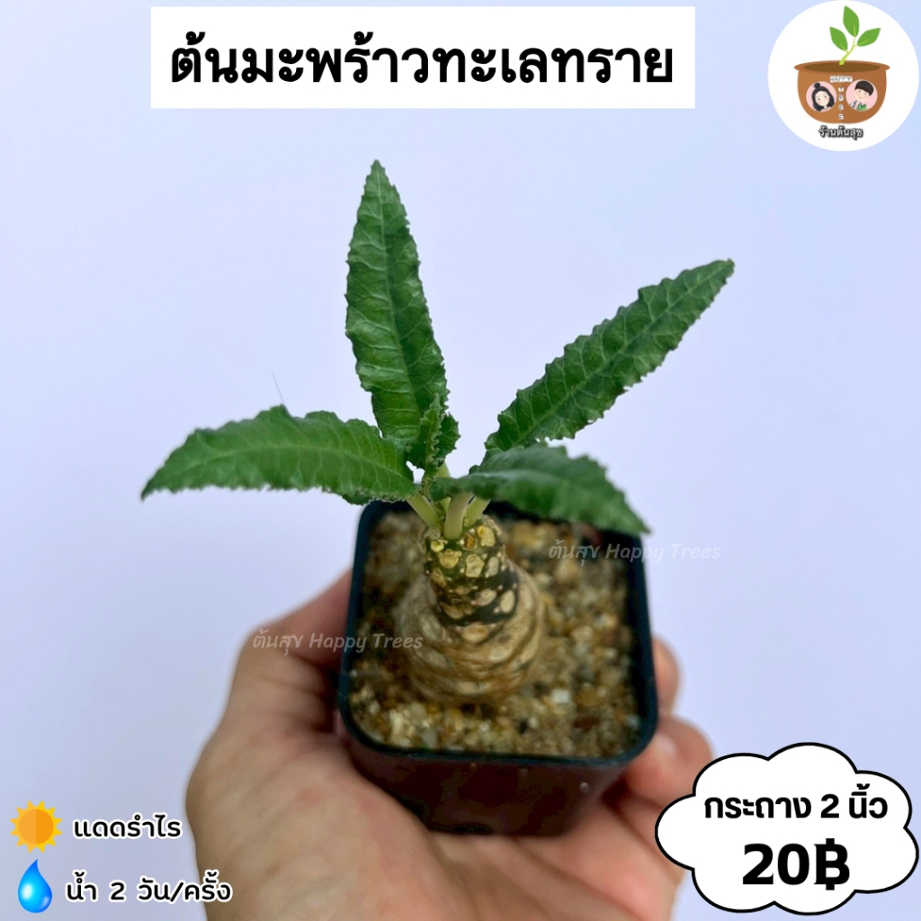 ต้นมะพร้าวทะเลทราย จัดส่ง 2 ต้นขึ้นไปคละแบบไหนก็ได้