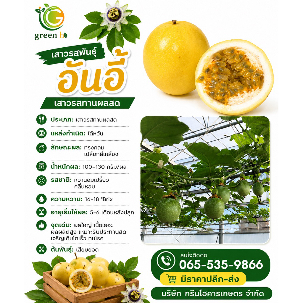 ต้นพันธุ์เสาวรสชุนเถา (จำนวน 5 ต้น) พันธุ์ใหม่จากไต้หวัน (ต้นเสียบยอด ปลอดโรค) รับประกันตรงตามสายพันธุ์ ไม่กลายพันธุ์ !