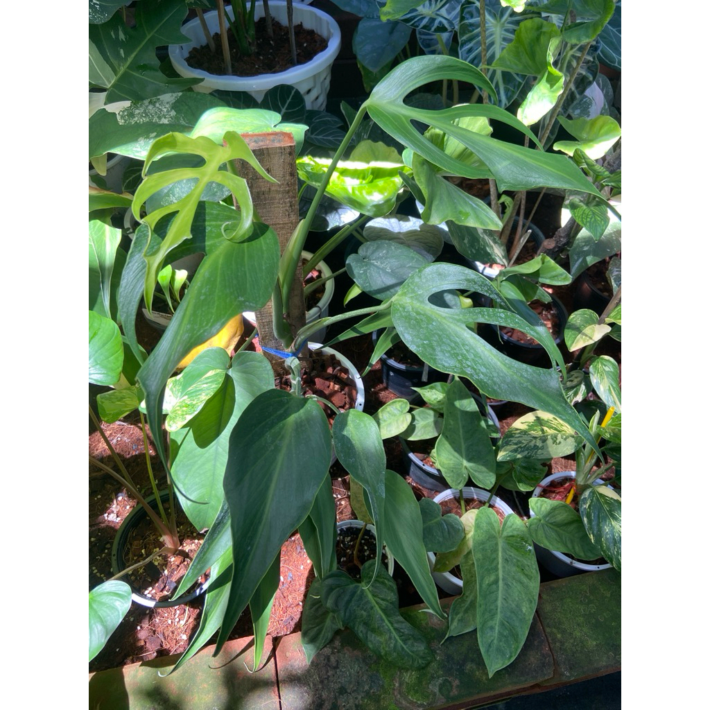Monstera Burle Marx Flame (มอนกระดูก) ไม้ประดับหายาก สวยแปลกตา ใบแฉกลึกคล้ายเปลวไฟหรือ กระดูก