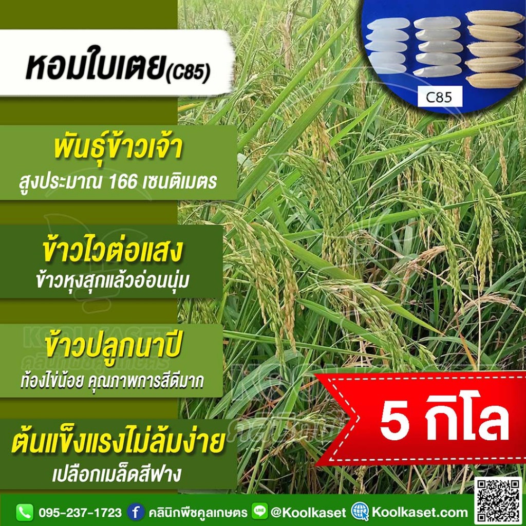 เมล็ดพันธุ์​ข้าว​​ ท้องถิ่น ข้าวเจ้า หอมใบเตย C85 ข้าวนาปี ไวแสง หอมนุ่ม กลิ่นใบเตย รสชาติอร่อย 5 กก. คูลเกษตร KR18