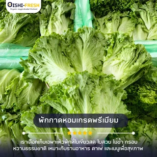 🛒Oishi-Fresh 🥬ผักกาดหอมจีน ปลอดสารพิษ 1 กก. รสชาติกรอบ สด ใหม่ ใยอาหารสูง หวานออร์แกนิค เคลมได้ 1-2 วัน