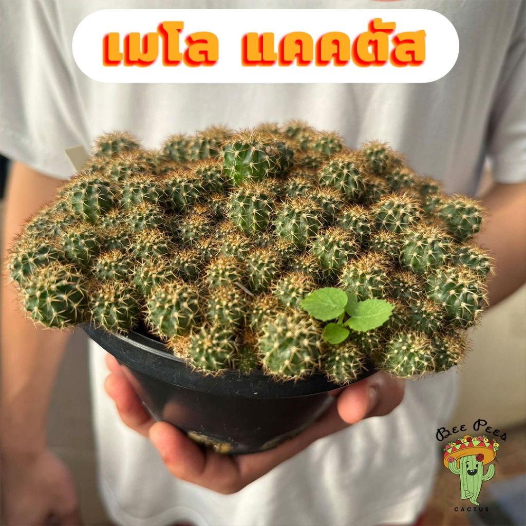 Beepees cactus กระบองเพชร แคคตัส เมโลแคคตัส ไม้เมล็ด ขายยกพอต Meloccatus