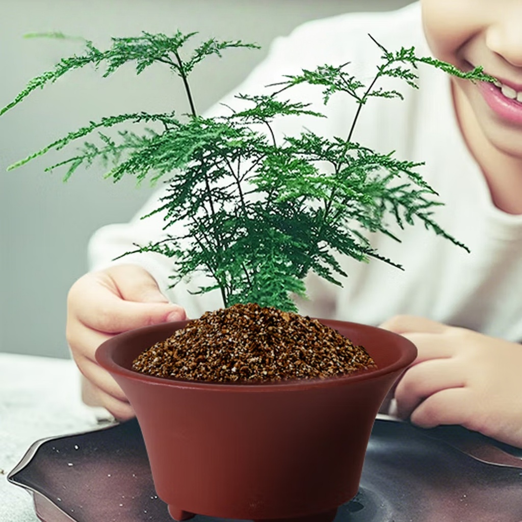 โปร่งฟ้า ใบสวยร่มรำไร ใบสวย มงคล 10 เมล็ด Asparagus Fern Tree Seeds [ 10 เเถม 1 คละได้ ]