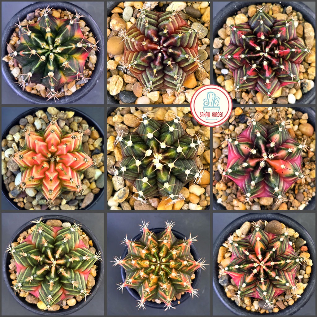[🗓23/6/69] 🌵 ยิมโนด่าง • ไม้เมล็ด • ฟอร์มสวย