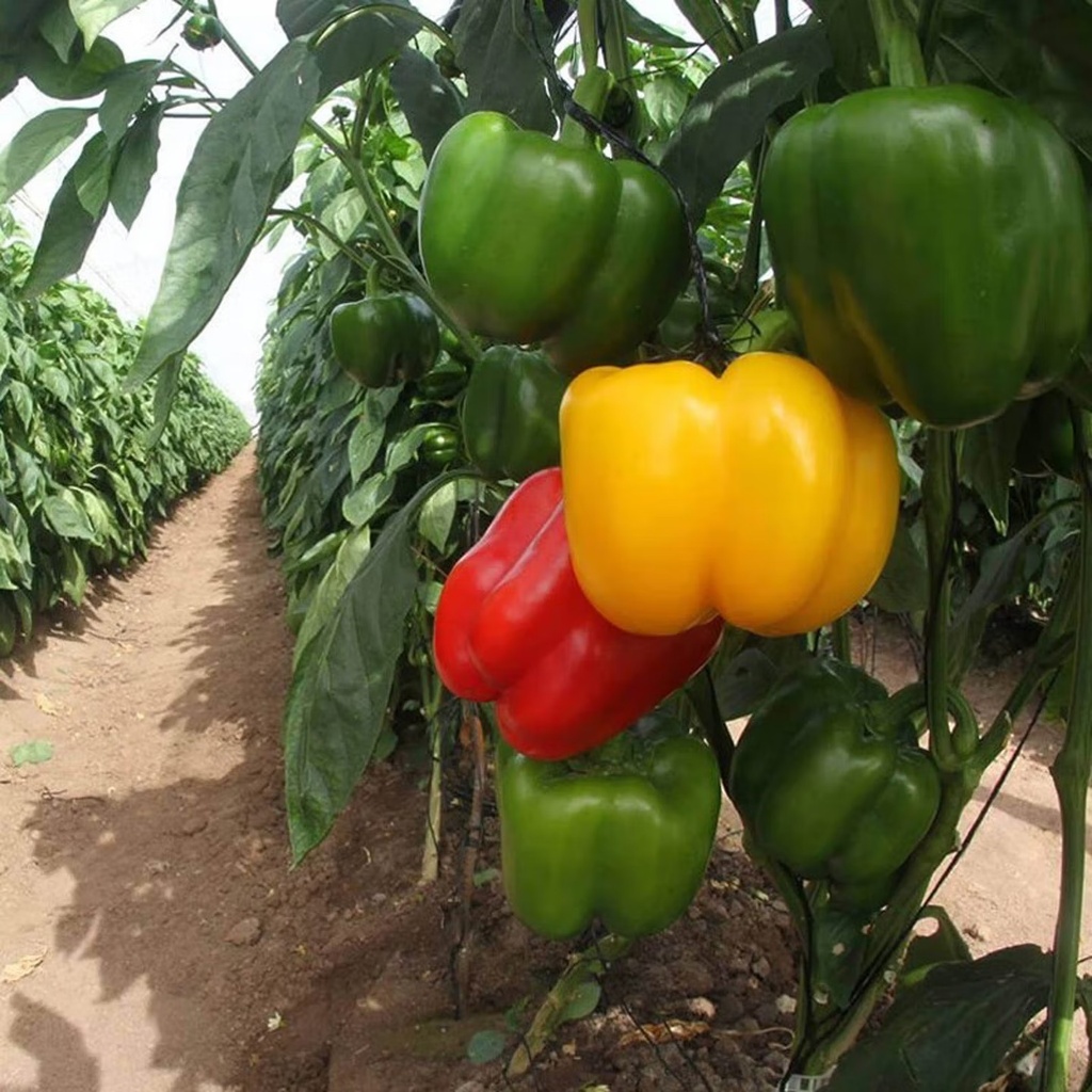 เมล็ดพันธุ์ พริกหวาน 100 เมล็ด Sweet Pepper Seeds 10 เเถม รูปที่ 4
