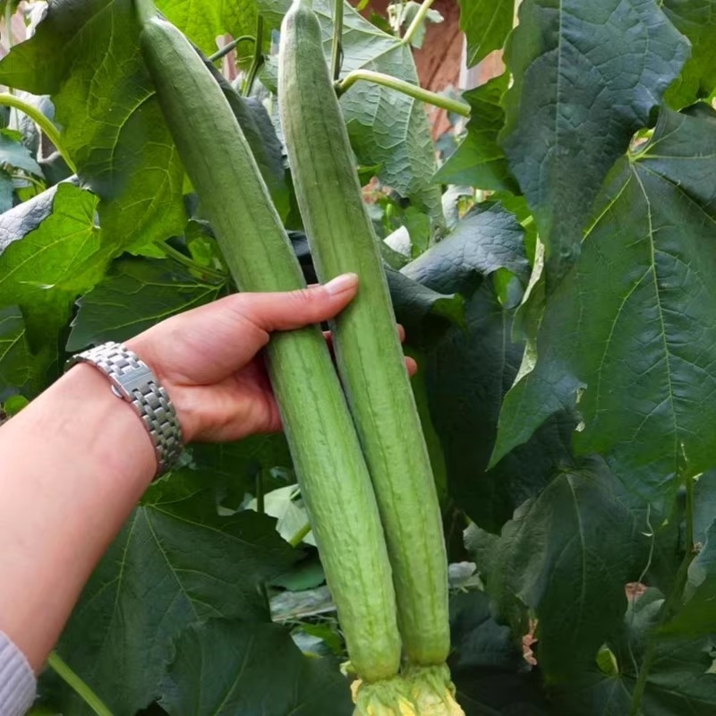 10 เมล็ด เมล็ดพันธุ์บวบหอม Smooth Patola Seeds [ 10 เเถม 1 คละได้ ]