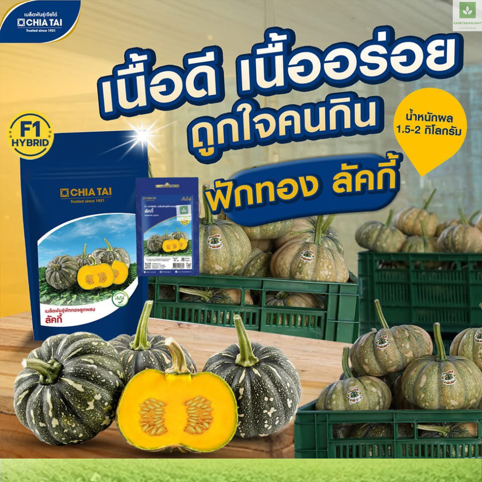 ใหม่! ฟักทอง ลัคกี้ เจียไต๋ เมล็ดพันธุ์ฟักทอง Lucky Pumpkin Seed
