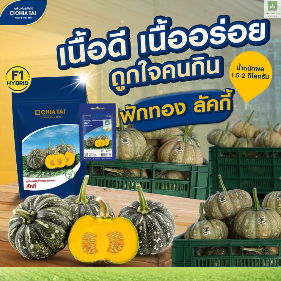ใหม่! ฟักทอง ลัคกี้ เจียไต๋ เมล็ดพันธุ์ฟักทอง Lucky Pumpkin Seed