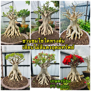 ดินปลูกชวนชม ดินปลูกสำเร็จรูป ใช้ปลูกต้นไม้ที่ชอบดินระบายน้ำดีได้ทุกชนิด