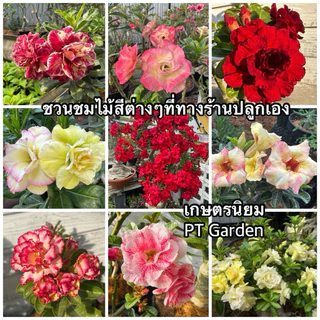 ดินปลูกชวนชม ดินปลูกสำเร็จรูป ใช้ปลูกต้นไม้ที่ชอบดินระบายน้ำดีได้ทุกชนิด