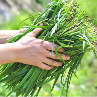 เมล็ดพันธุ์ กุยช่าย ประมาณ200เมล็ด Chives Seeds [ 10 เเถม 1 คละได้ ]