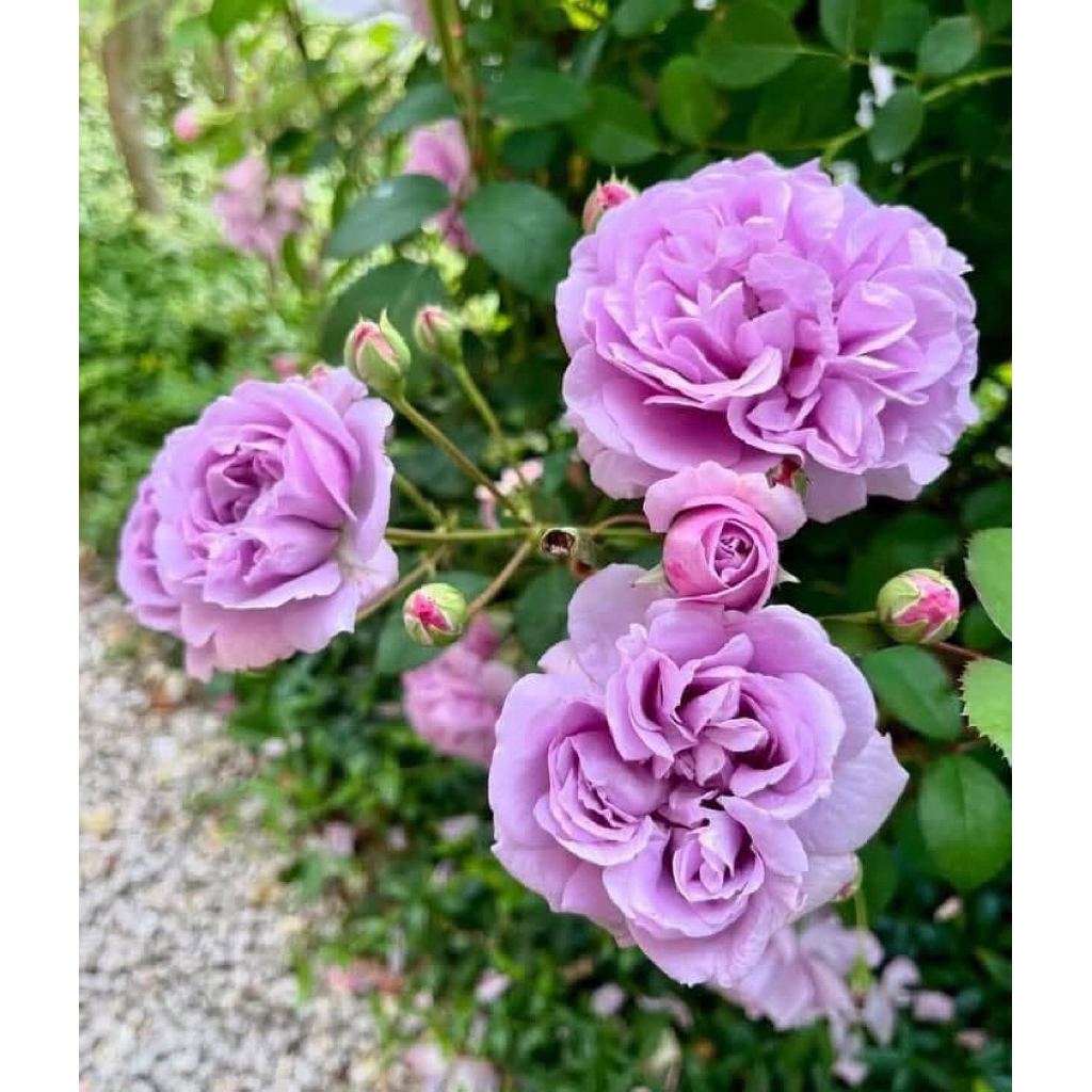 กุหลาบเลื้อย “เรนนี่บลู” สีม่วง ออกดอกช่อพวง กลิ่นหอม เลี้ยงง่าย เลื้ิอยไกล โตไวมาก