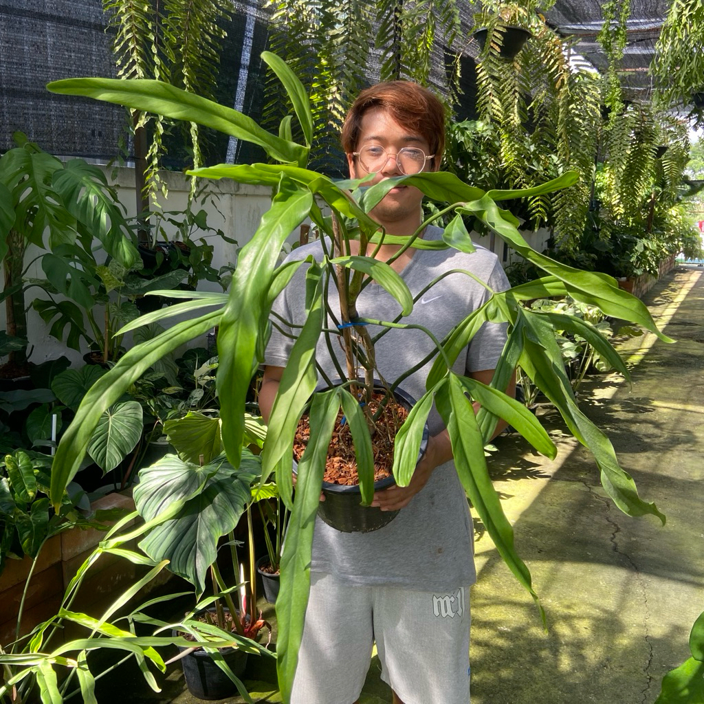 Philodendron paloraense (ฟิโลเดนดรอน พาโรเลนส์เซ่) คือไม้เลื้อยหายากในตระกูลอโรอิด (Aroid) ที่มีถิ่นกำเนิดในป่าดิบชื้น