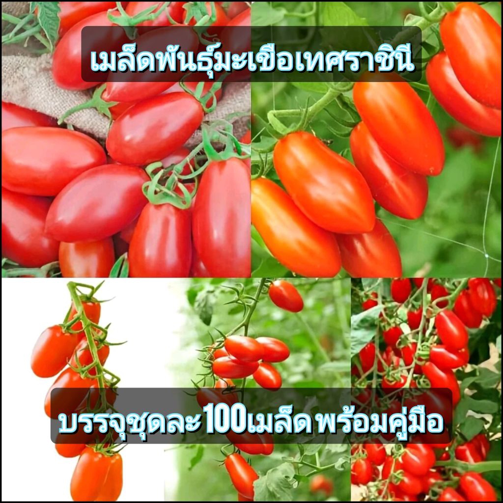 เมล็ดพันธุ์ มะเขือเทศราชินี ผลดก ชุดละ 100เมล็ด พร้อมคู่มือการเพาะปลูก แถมฟรี เมล็ดผักสวนครัว สำหรับ ทดลองปลูก