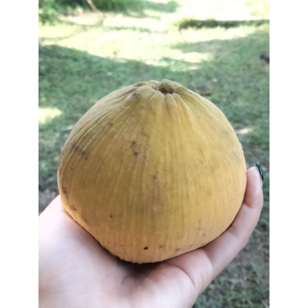 กระท้อนปุยฝ้ายแท้ 100% เกรดผิวธรรมชาติ ไม่ห่อ