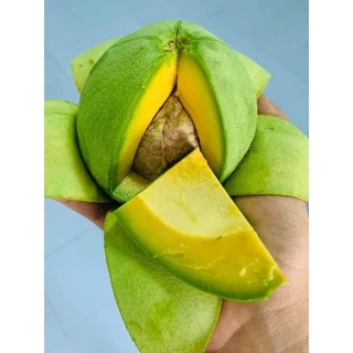 อโวคาโด้พันธุ์ บูท7 เนื้อเหนียวมัน เนื้อแห้ง ไม่ติดขมเชียงใหม่ เบอร์ใหญ่ 3-4ลูก/โล ขายเป็นกิโล ต่อ 1 กิโล