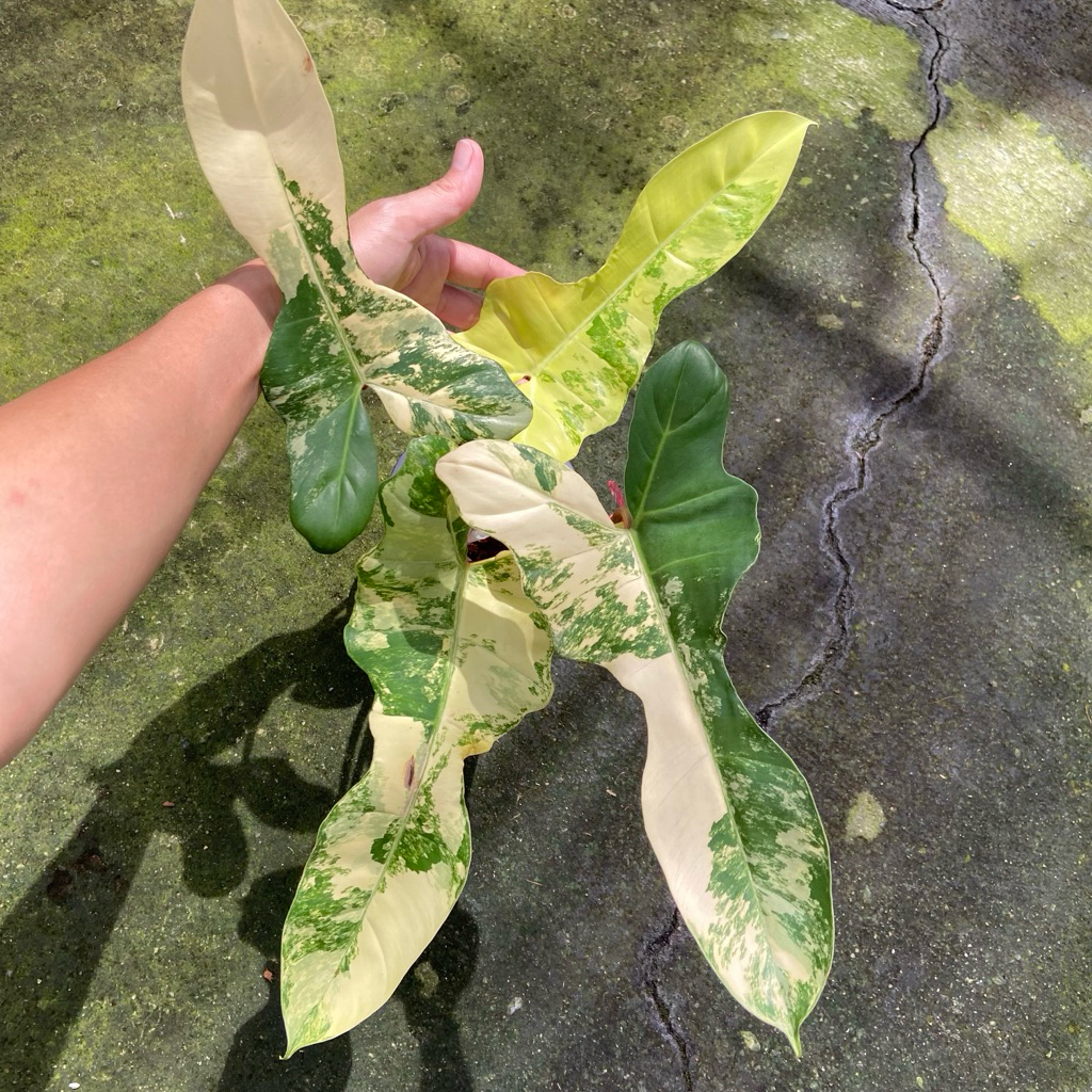 Philodendron Florida Beauty x Billietiae Variegata หรือที่เรียกกันทั่วไปว่า "กุ้งส้มด่าง"