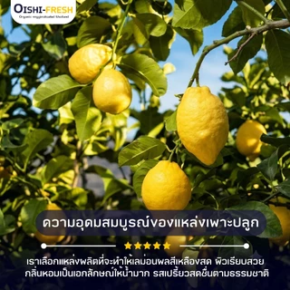 🚨ส่งด่วน🥢ร้านอาหาร🍋เลม่อน ปลอดสารพิษ 14 กก. ผักร้านอาหาร ผักยกลัง ผักราคาส่ง ผักชาบู ผักโรงแรม ส่ง 24 ชม.