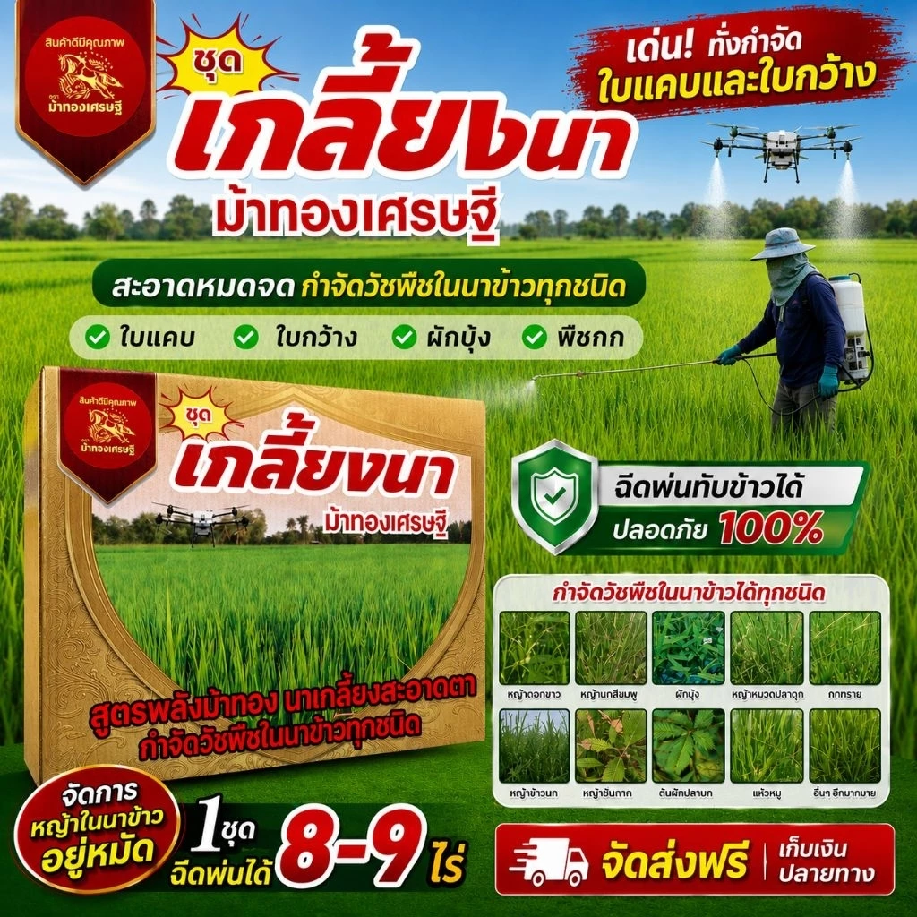 ชุด"เกลี้ยงนา ม้าทองเศรษฐี"จัดการหญ้าในนาข้าวอยู่หมัดฉีดพ่นทับข้าวได้อย่างปลอดภัยเด่นกำจัดวัชพืชใบแคบใบกว้างผักบุ้งและกก