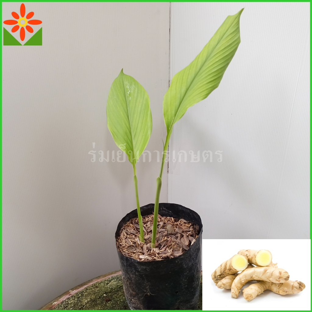 ต้นขมิ้น ขาว ขมิ้นขาว ส่งพร้อมถุงเพาะชำ 5.5นิ้ว