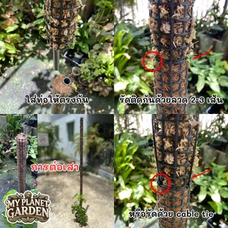 Moss Pole, Coco coir Pole, เสาไม้เลื้อย, เสามอส, เสาใยมะพร้าว, หลักไม้เลื้อย