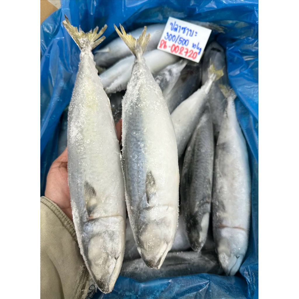 ปลาซาบะจีน 300/500🐟🐟 ยกลัง 10 กิโลกรัม ✨ ⚡️ส่งด่วน🔥ค่าส่งแบบเหมา คละได้ทั้งร้าน❗️โฟมฟรี💦 🚚💨ส่งขนส่งแช่