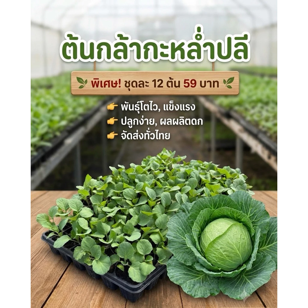 ต้นกล้ากะหล่ำปลี พร้อมปลูก 10 ต้นแถม 2 ต้น