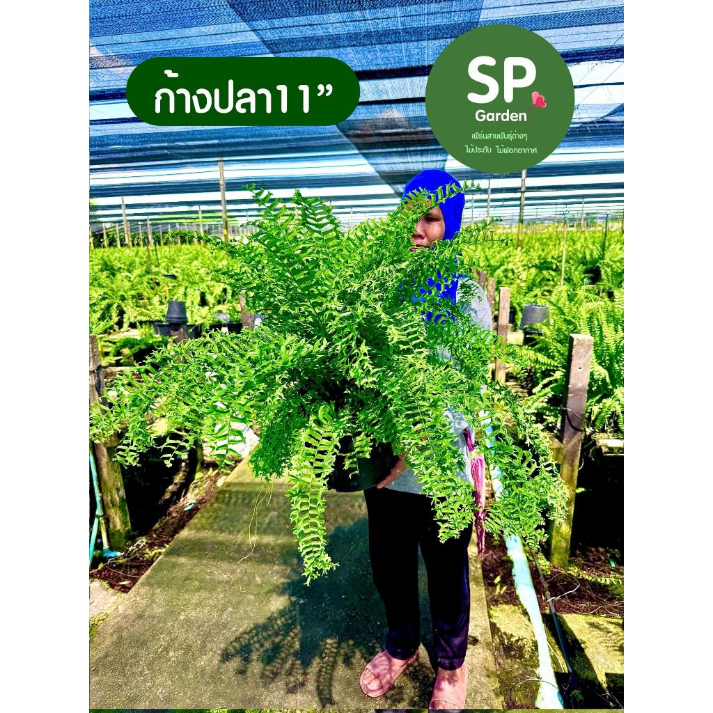 [SP GARDEN] เฟิร์นก้างปลา กระถาง 11 นิ้ว