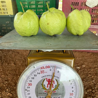 3-5 กก. ฝรั่งกิมจู คัดเกรดพรีเมี่ยม ส่งตรงจากสวน สด ใหม่ 100%