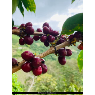 Hai single origin (กาแฟคั่วอ่อน) La Parada #2, Geisha (Light roast) Anearobic Natural Process