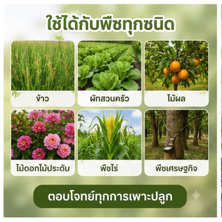 (ปุ๋ยแบ่งขาย!)ปุ๋ยยูเรีย 46-0-0 ปุ๋ยเคมีแท้ 💯 ลุงหนูฟาร์ม เม็ดสีขาว 100 300 500 g. 1 kg. กรัม. ก.