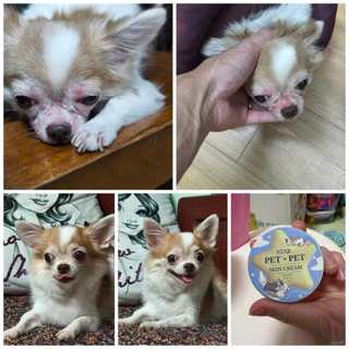 Starpetpet เชื้อรา ยีสต์ หมาและแมว ลดคัน เกา ผื่นตุ่มแดง