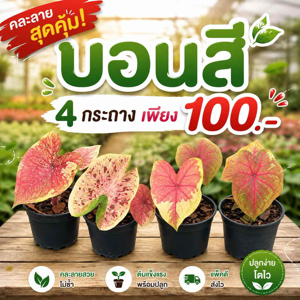 บอนสี4ต้น100บาทคละสายพันธุ์