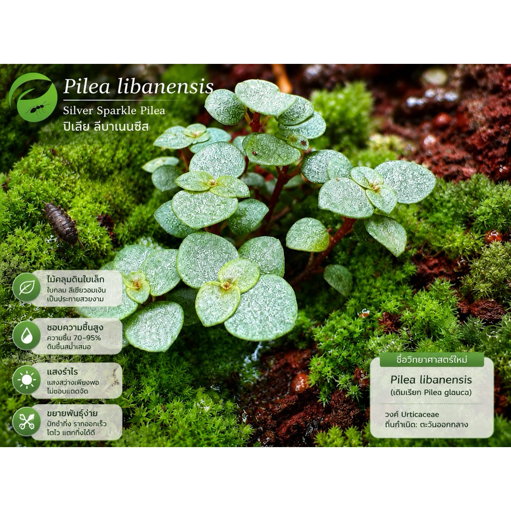 Pilea libanensis ไม้เขียวประกายมุก