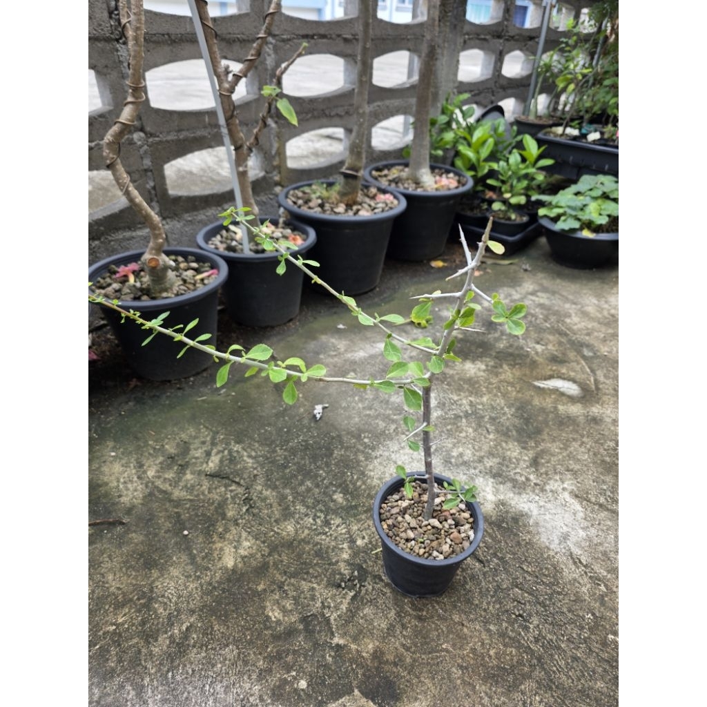 ไม้ยางหอม Commiphora myyrha