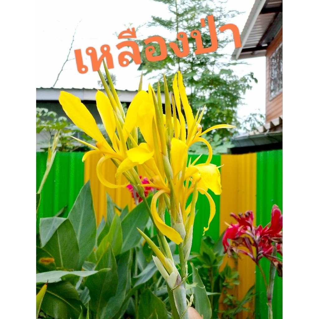 (3ต้น19฿)‼️ลดพิเศษ💥พุทธรักษา💛เหลืองป่า💛สายพันธุ์กลาง/ชอบแดดจัด🎋/ปลูกริมรั้วได้ดี🎋/ทนต่อน้ำขังได้ดี☺️