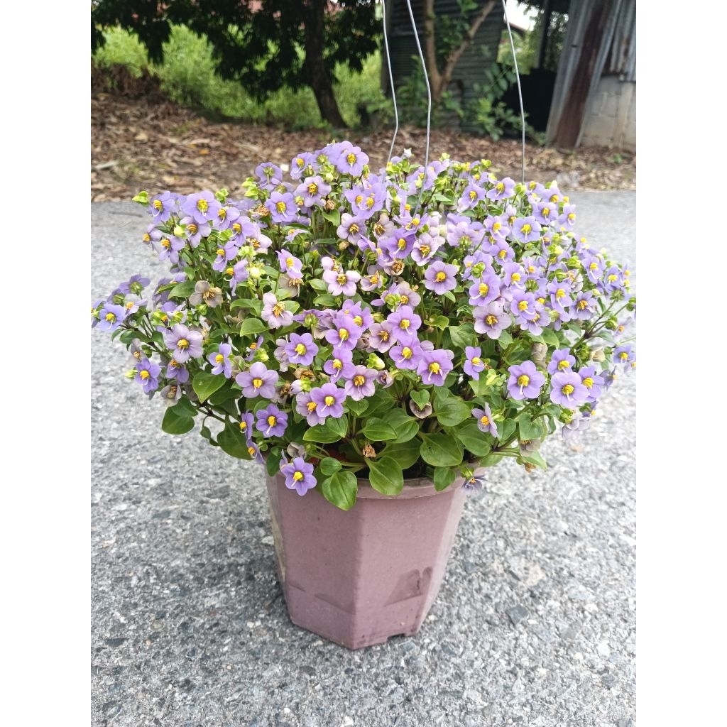 ม่วงเทพรัตน์ (Persian Violet)ดอกไม้กินได้ ดอกสีม่วงอมฟ้า เกสรสีเหลือง กลิ่นหอมอ่อนๆ เป็นไม้มงคล