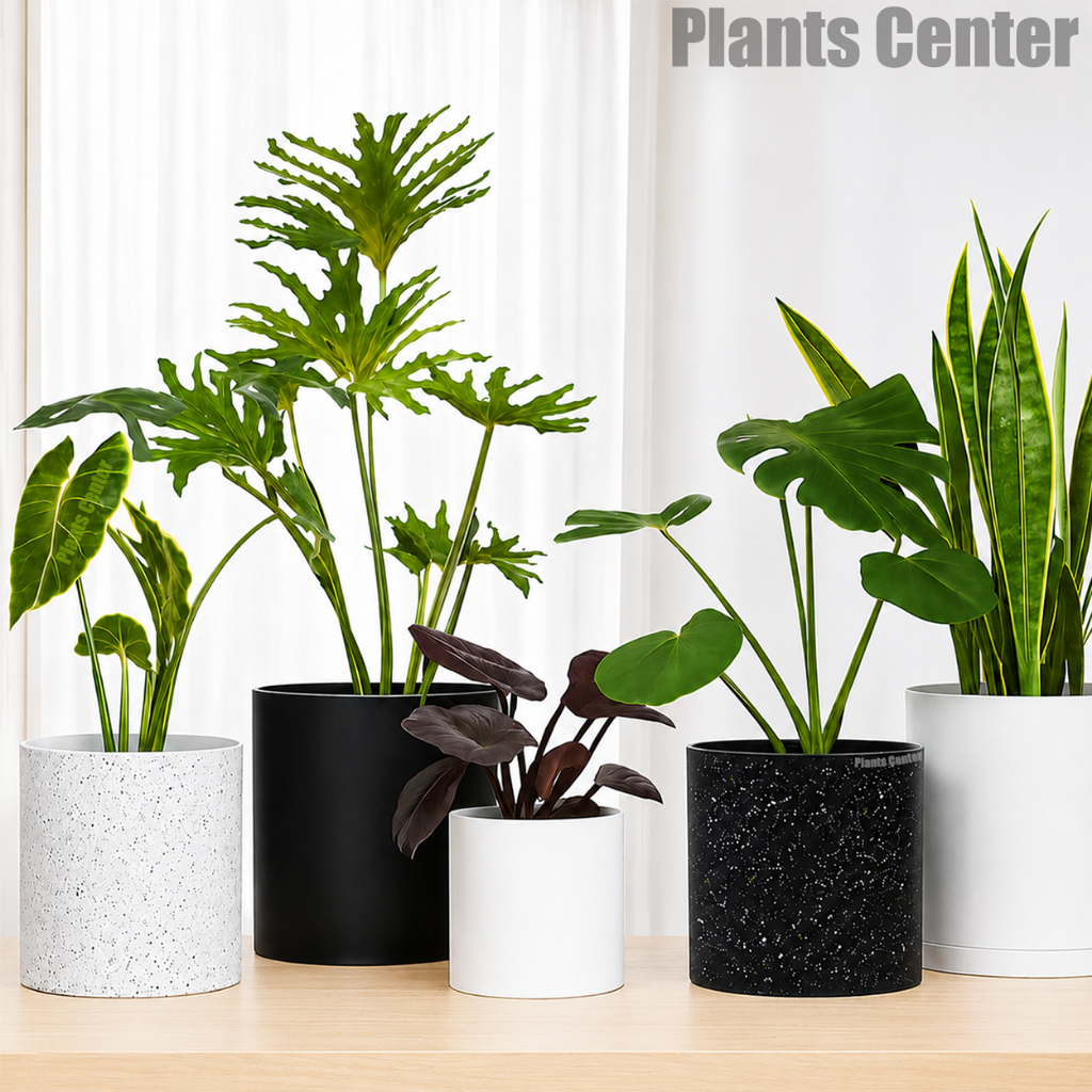 Plants Center T040 กระถางต้นไม้ สไตล์มินิมอล พร้อมถาดรองกระถางทรงถัง กระถางพลาสติก