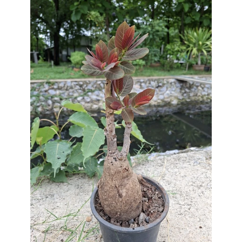 🌿 มะยมเงินมะยมทอง ไม้มงคล ไม้โขด 🌿☘️🌱
