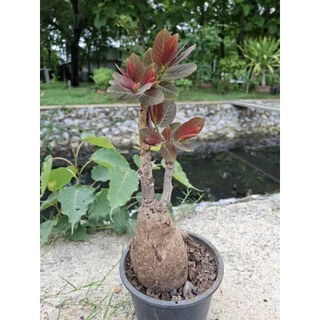 🌿 มะยมเงินมะยมทอง ไม้มงคล ไม้โขด 🌿☘️🌱